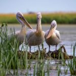 Gorgova – Natură liniștită și biodiversitate în Delta Dunării