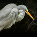 Excursii tematice de primăvară – natura în floare